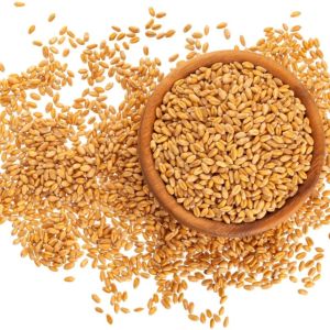 Sunera Wheat Grain