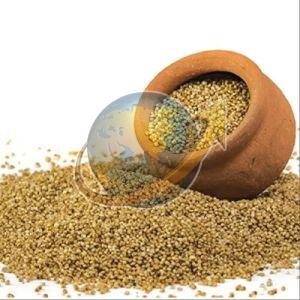 Barnyard Millet Seeds