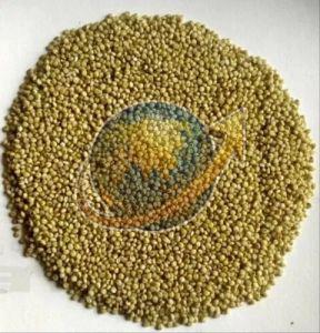 Browntop Millet Seeds