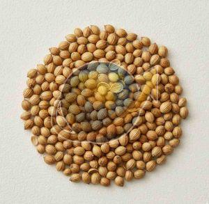 Coriander Seeds