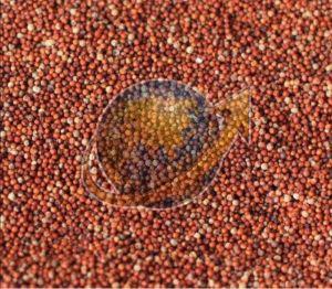 Finger Millet Seeds