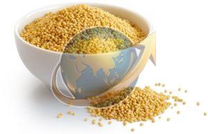 Foxtail Millet Seeds