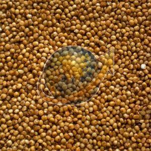 Kodo Millet Seeds