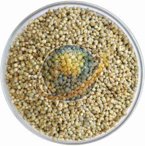 Pearl Millet Seeds