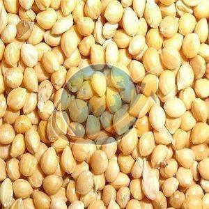 Proso Millet Seeds
