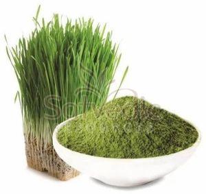Barley Grass Powder