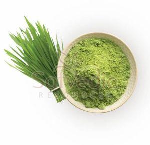 Wheat Grass Powder
