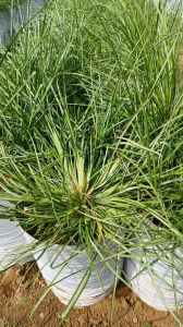 Fresh Vetiver Grass