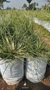 Fresh Vetiver Grass