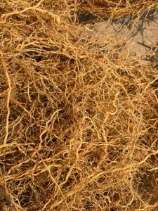 Brown Vetiver Roots