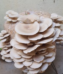 White Oyster Mushroom Spawn