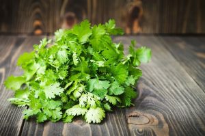 A Grade Fresh Coriander Leave