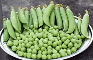 A Grade Fresh Green Pea