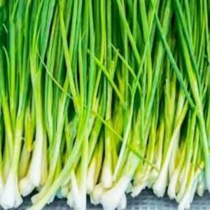 A Grade Fresh Spring Onion