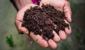 Granules Vermicompost Manure