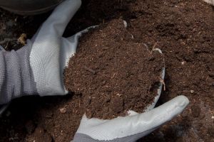 Organic Cow Dung Manure