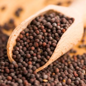 Organic Mustard Seed