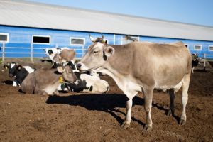 Panchagavya Liquid Bio Stimulant