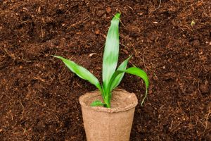 Pure Processed Cocopeat