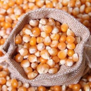 Natural Maize Seeds
