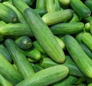 A Grade Green Fresh Cucumber