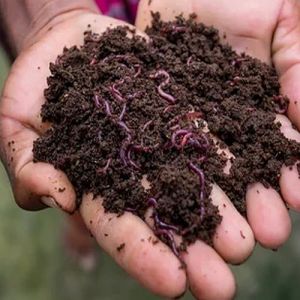 Organic Vermicompost