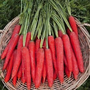 Fresh Red Carrot