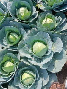 Fresh Green Cabbage