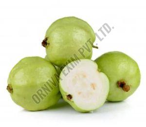 A Grade Fresh Green Guava