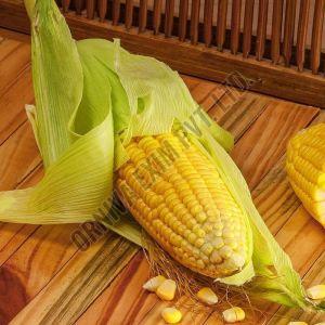 A Grade Fresh Yellow Sweet Corn