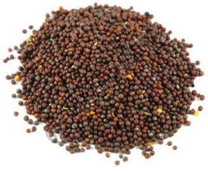 Brown Mustard Seed