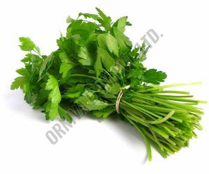 Fresh Coriander Leaves