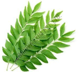 Fresh Curry Leaves