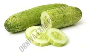 Fresh Green Cucumber