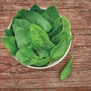 Fresh Green Spinach Leaves
