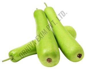 Fresh Long Bottle Gourd