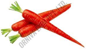 Fresh Red Carrot