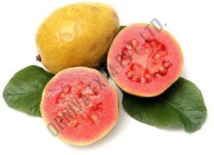 India Pink Guava