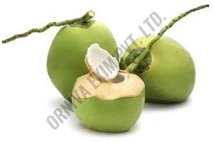 Large Green Tender Coconut
