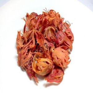 Mace Flower Javentri