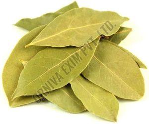 Whole Dry Bay Leaf