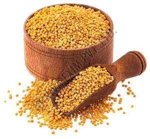 Yellow Mustard Seed
