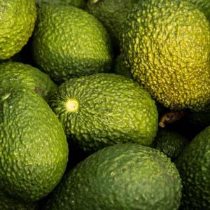 A Grade Fresh Avocado