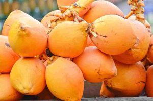 A Grade Fresh King Coconut