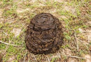 Natural Fresh Buffalo Dung
