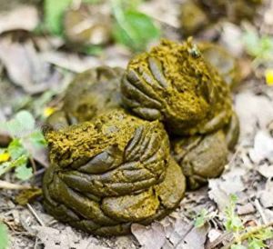 Natural Fresh Cow Dung