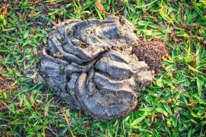 Raw Wet Buffalo Manure