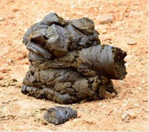 Raw Wet Cow Manure