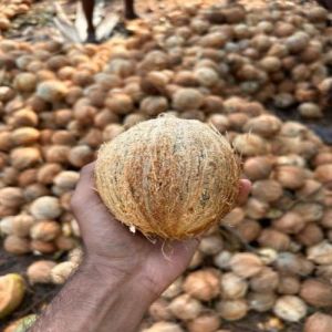 Fresh Semi Husked Coconut