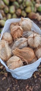 A Grade Semi Husked Coconut